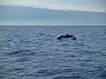 Dolfijnen bewonderen