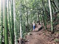 Tussen de bamboe