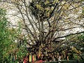 Temple Tree Resort, heilige boom
