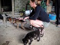 Iban longhouse, Sarawak, Borneo, pigtail makaak