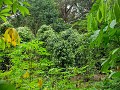 Iban longhouse, Sarawak, Borneo, peperplanten