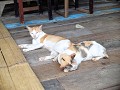 Ook warm voor poezen