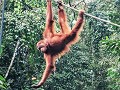 Orang-oetans spotten