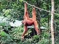 Orang-oetans spotten