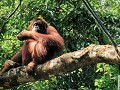 Orang-oetans spotten