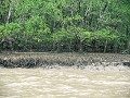 Rivier naar de Zuid Chinese zee, mangrove