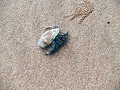 Bako National Park, wandelende schelp...