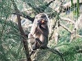 Bako National Park, Pigtail makaak