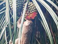 Bako National Park, Pigtail makaak