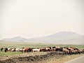 Mongolië, een paardenland.
