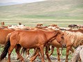 Mongolië, een paardenland.