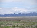 Op weg naar Khongor Sand Dunes, kudde