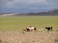 Khongor Sand Dunes 
