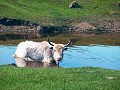 national park Orkhon Waterfall, yak