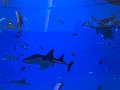 DUBAI DOWNTOWN: Aquarium in de Mall