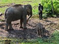 the-elephant-conservation-center-0506361423