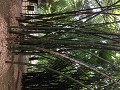 bamboe van 57 jaar oud