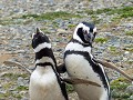 op-pinguinbezoek-2011293083