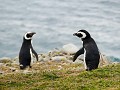op-pinguinbezoek-2011301827