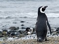 op-pinguinbezoek-2011441473