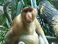 Singapore Zoo - Neusaap
