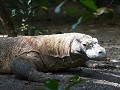 Singapore Zoo - de beruchte Komodovaraan