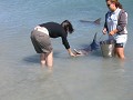 Kim feeding a dolphin, fantastic stuff