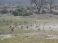 Impala's op de vlucht