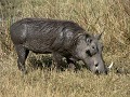 Warthog