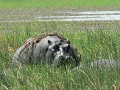 Badend nijlpaard