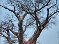 Baines baobabs - vele 100-den jaren oud