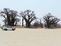 Baines Baobab 
