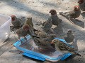 Dorstige vogeltjes in Central Khalahari 