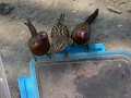 Dorstige vogeltjes in Central Khalahari

