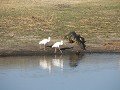 Crocco en co