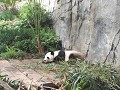 Calgary Zoo panda