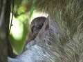 luiaard met baby - detailfoto