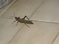 Sprinkhaan - groot formaat - minstens 10cm