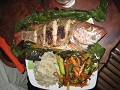 Mjammie - red snapperke