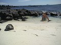 Spelen met zeehonden