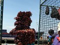 Eerst verse levende krabben lossen...