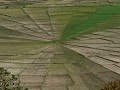 CANCAR - GIGANTISCHE RIJSTVELDEN VORMT SPINNENWEBM