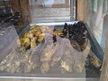 wormpies