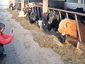 Logeren op de boerderij 