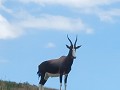 Bontebok