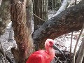 Birds of Eden - grootste vogelkooi ter wereld waar