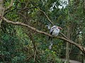 Birds of Eden - grootste vogelkooi ter wereld waar