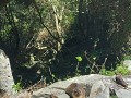 Dassies