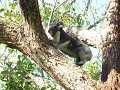 Deze koala woonde in een boom op ons kampterrein.