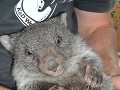 De babywombat werd opgevoed door de opzichter in h